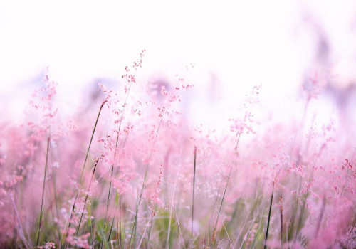 Wat zijn de psychologische voordelen van wandelen in de natuur?