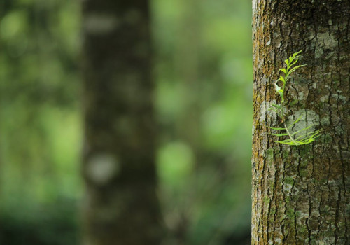 Wat betekent het spreekwoord hoge bomen vangen veel wind?