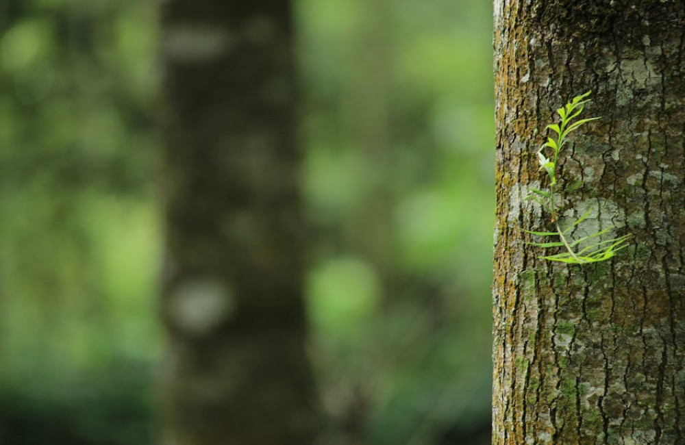 Wat betekent het spreekwoord hoge bomen vangen veel wind?