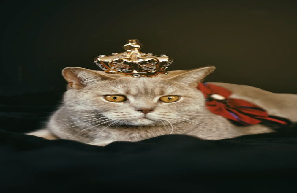 Waarom wordt een zwarte kat vaak als ongeluksbrenger gezien?
