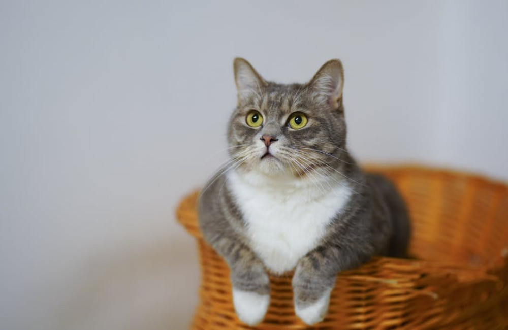 Waarom niest een kat meerdere keren achter elkaar?