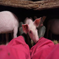 Varkens levensduur: hoe oud wordt een varken echt?