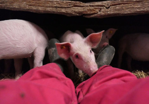 Varkens levensduur: hoe oud wordt een varken echt?