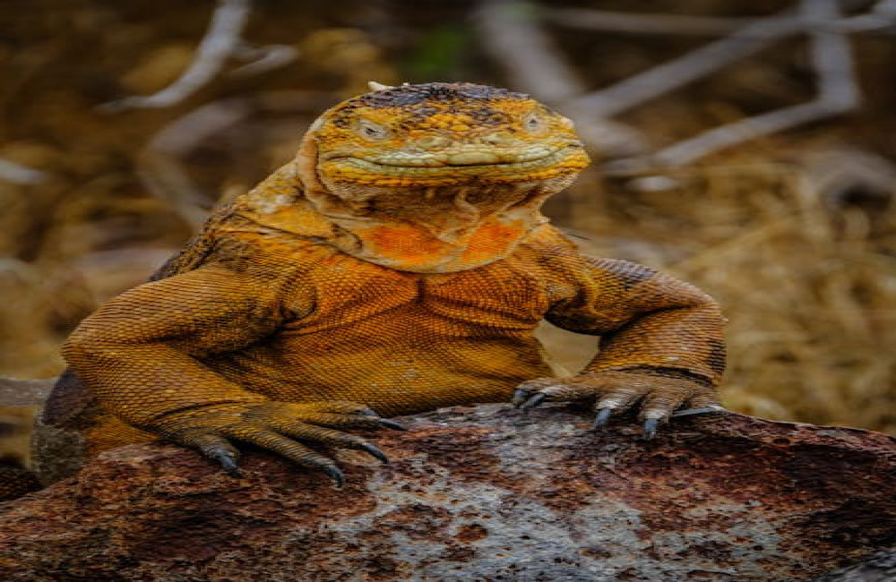 Wat is het verschil tussen een krokodil en een alligator?