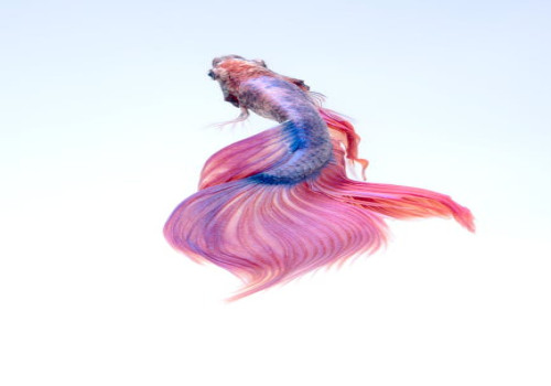 Wat is het verschil tussen animatie en motion design?
