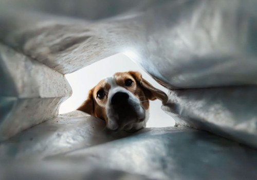 Nederlandse naam beagle: is er een vertaling en wat betekent Engelse brak?