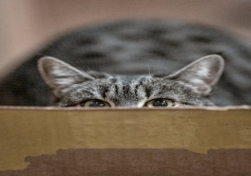 Waarom vinden we onverwachte weetjes zo leuk om te lezen?