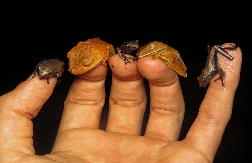 Waarom zijn mensen zo nieuwsgierig naar van alles en nog wat