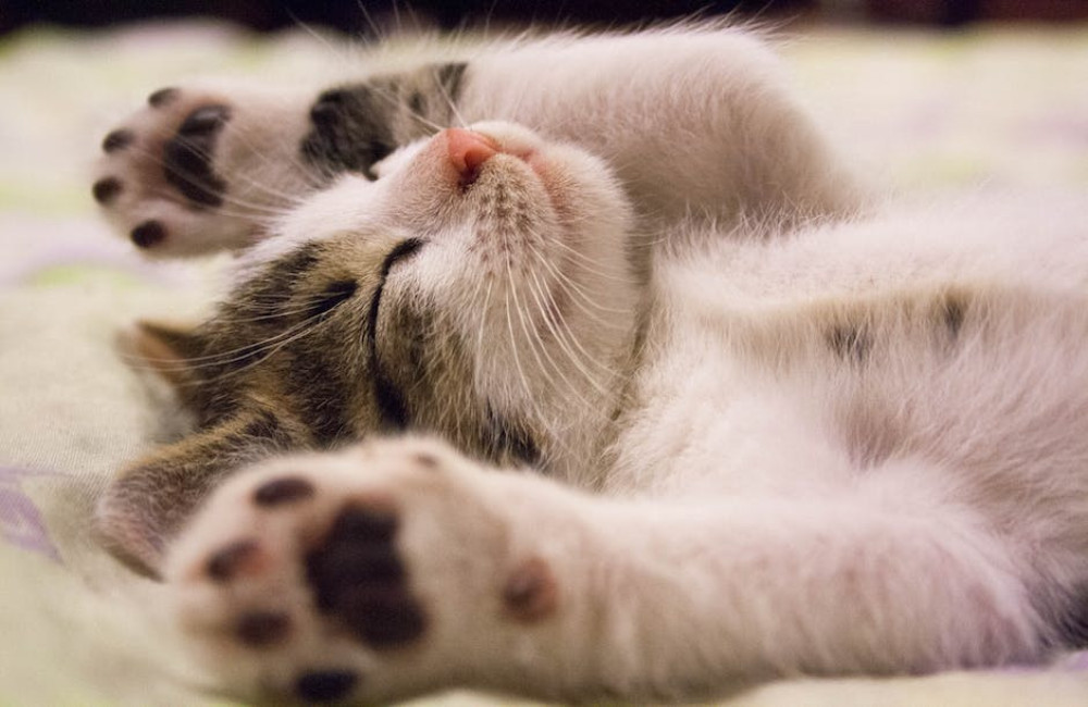 Wat betekent het spreekwoord 'de kat uit de boom kijken' precies?