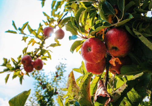 Wat betekent het gezegde ‘de appel valt niet ver van de boom’?