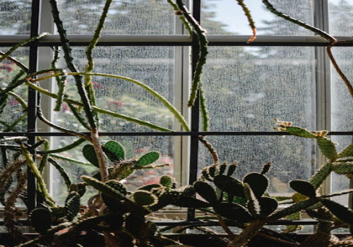 Hoe lang duurt het voordat een cactus groeit?