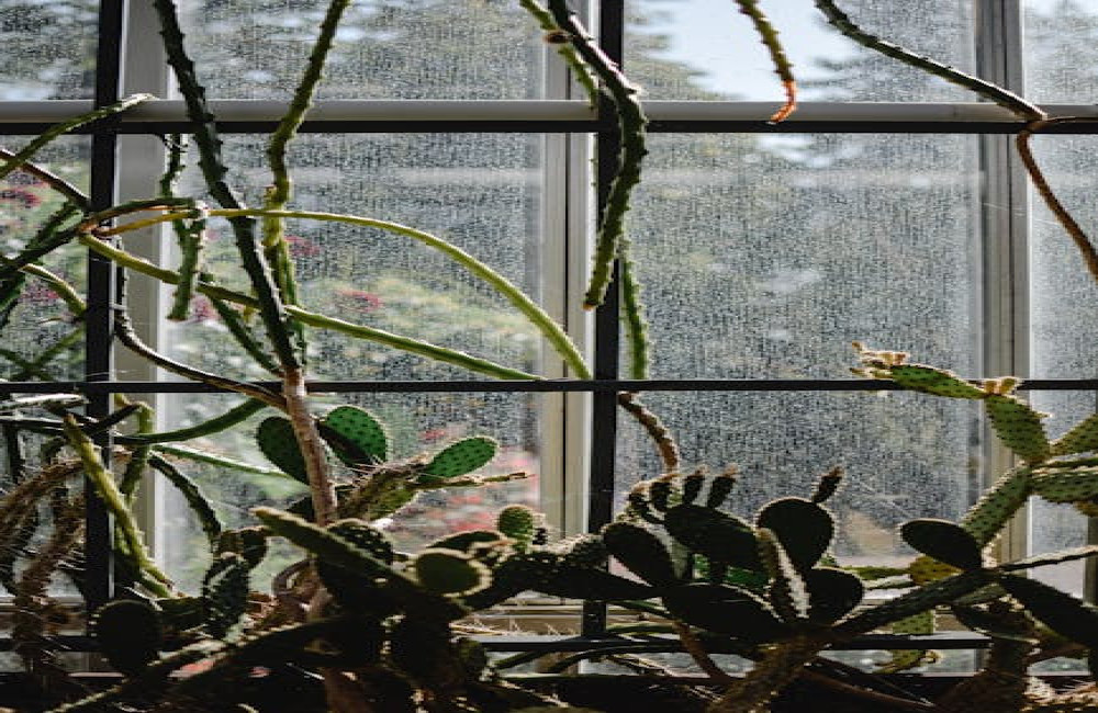 Hoe lang duurt het voordat een cactus groeit?