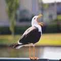 Waarom gapen aanstekelijk is, uitgelegd